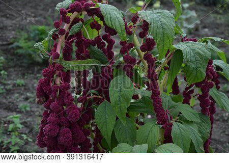 Amaranth Is Cultivated As Leaf Vegetables, Cereals And Ornamental Plants .
