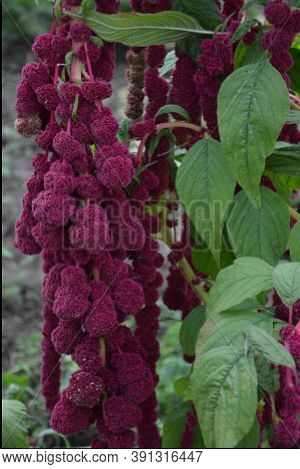 Amaranth Is Cultivated As Leaf Vegetables, Cereals And Ornamental Plants .