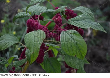 Amaranth Is Cultivated As Leaf Vegetables, Cereals And Ornamental Plants .