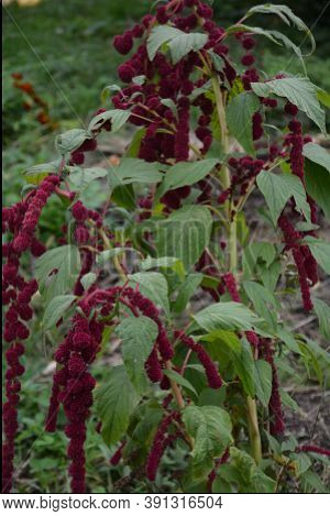 Amaranth Is Cultivated As Leaf Vegetables, Cereals And Ornamental Plants .