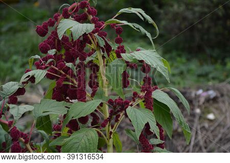Amaranth Is Cultivated As Leaf Vegetables, Cereals And Ornamental Plants .
