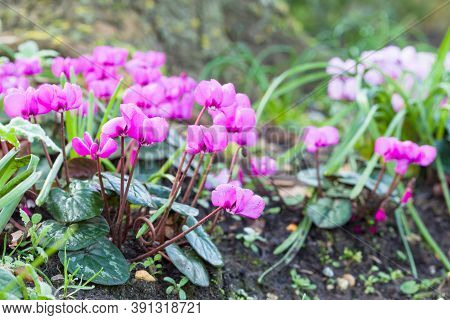 Cyclamen Coum, Closeup Of Pink Cyclamen Flowers In A Garden, Uk