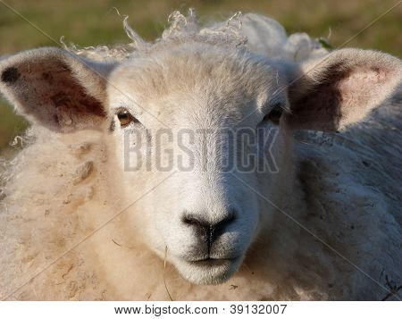 Ansikte av en ung Romney tacka