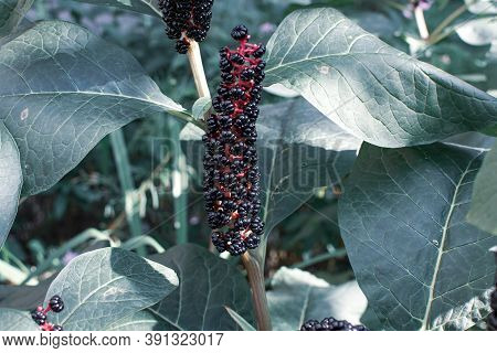 Unusual Beautiful Poisonous Plant American Lakonos Grows In The Garden