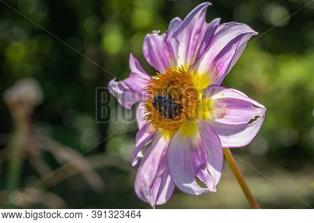White Spotted Rose Beetle (oxythyrea Funesta) On A Dahlia Lower In The Garden