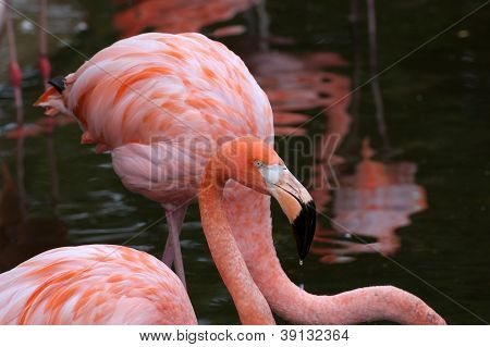 Amerikanske Flamingo
