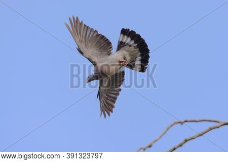 Plain Blue Sky Background Behind A Flying Wild Wood Pigeon. Wings And Tail Feathers Are All Fully Sp