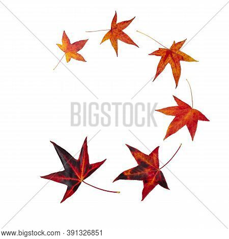 Flying In A Circle Autumn Leaves Isolated On White. American Sweetgum Fall Coloring Swirl.