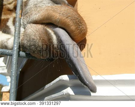 A Giraffe Sticks Out Its Wet, Gray, Slobbering Tongue Through The Metal Grate Of The Aviary. Large U
