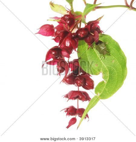 Abutilon Blume und bug