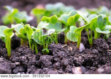 Side View Of Green Radish Seedlings Sprouting