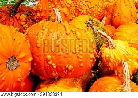 A Background Of Various Bumpy Warty Pumpkins And Squashes