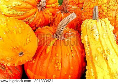 A Background Of Various Bumpy Warty Pumpkins And Squashes