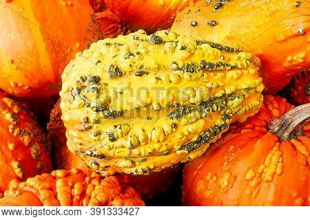 A Knucklehead Pumpkin In The Center Of A Gourd Background