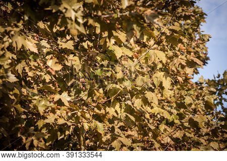 Close Up On A Plane Tree With Its Yellow And Brown Dry Leaves, In Autumn. Also Known As Sycamore, Or