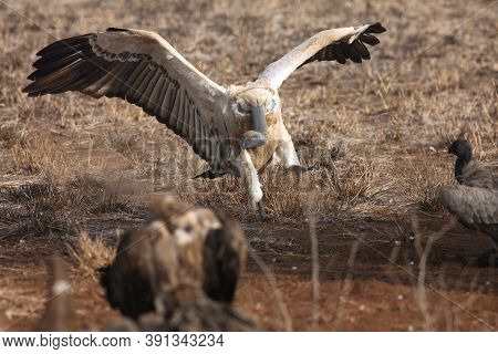 The Cape Griffon Or Cape Vulture (gyps Coprotheres) Landing At Prey In The Savannah On The Plains