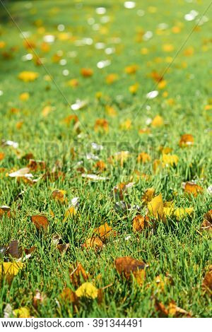 Colorful Fallen Autumn Leaves On Green Grass Field Or Lawn. Season, Nature, Autumn Card, Thanksgivin