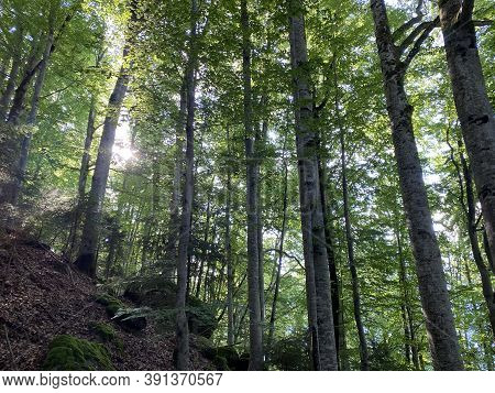 View Of The Sky And Sun Through The Trees In The Mixed Forest Of The Giessbach Nature Park, Brienz -
