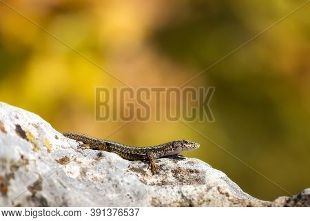 A Lizard Sits On A Rock In The Sun On A Blurry Green Background. Detailed Image Of A Lizard. Podarci
