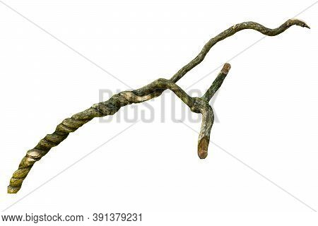 A Big Tree Root Overgrown With Green Moss, Isolated On White Background With Clipping Path Included.