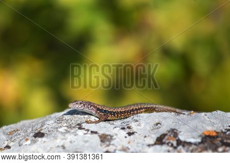 A Lizard Sits On A Rock In The Sun On A Blurry Green Background. Detailed Image Of A Lizard. Podarci