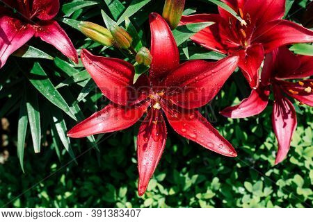Blooming Beautiful Fresh Lily Flowers In View