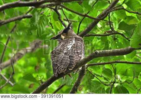 Spot-bellied Eagle Owl Bird Sitting On The Tree In Nature, Thailand