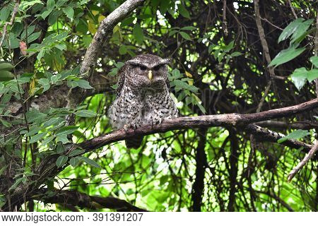 Spot-bellied Eagle Owl Bird Sitting On The Tree In Nature, Thailand
