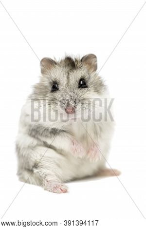 Cute Funny Syrian Hamster Isolated On White. Syrian Hamster Isolated On White Background