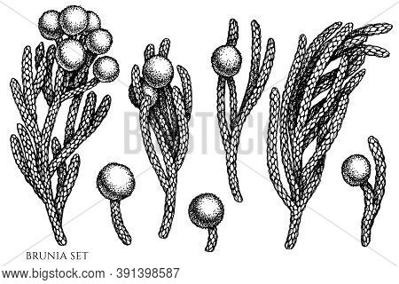 Vector Set Of Hand Drawn Black And White Brunia Stock Illustration