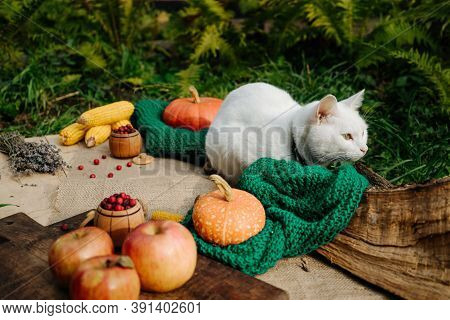 White Cat Sits In The Garden On A Tablecloth Among The Autumn Harvest, Pumpkins, Apples, Nuts, Laven