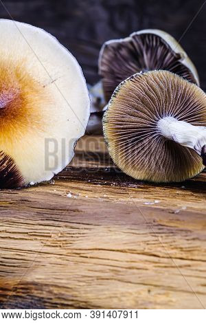 The Mexican Magic Mushroom Is A Psilocybe Cubensis, Whose Main Active Elements Are Psilocybin And Ps