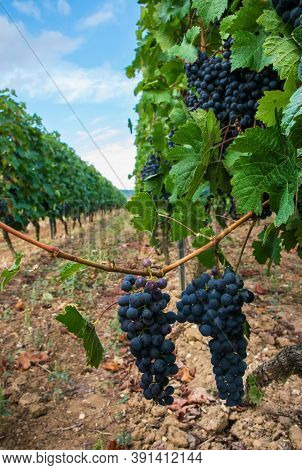 Vineyards In Autumn Harvest In Germany. Large Bunches Of Red Wine Grapes In Sunny Day.