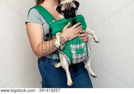 Cute Dog Pug Sitting In The Ergo Device Babycarrier Or Sling Kangaroo Carrier. Pet Dog Like A Baby. 