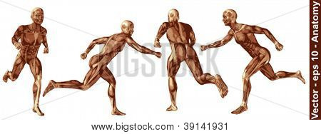 ベクトルの概念または概念の人間男体の 3 D 解剖学白い背景で隔離の筋肉とは