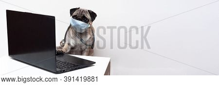 Pug Dog In Medical Mask And With Stethoscope Works As A Doctor At A Laptop. Concept Of A Doctor Dog.