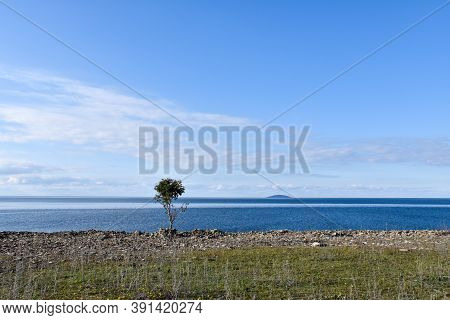 Lone Tree By The Coast With View At The Swedish National Park The Island Bla Jungfrun