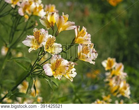 Pretty Peruvian Lily Flowers, Alstroemeria, Also Known As Lily Of The Incas, Variety Aimi