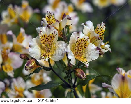 Pretty Peruvian Lily Flowers, Alstroemeria, Also Known As Lily Of The Incas, Variety Aimi