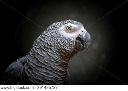 African Timneh Grey Parrot Or Congo Grey Parrot, Congo African Grey Parrot