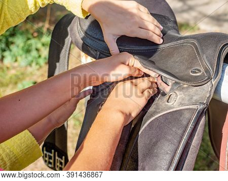 Rider Is Saddling A Horse And Tighten The Girth. Riding School Use Classic English Saddle