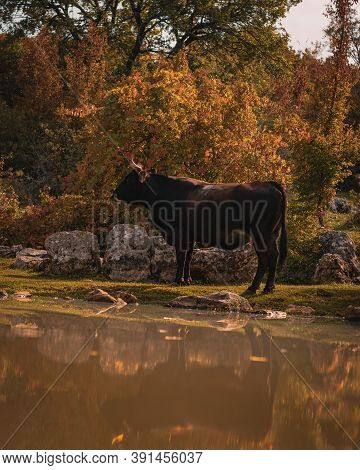 Vertical Shot Of A Brown Cow Standing Near The Water Surrounded By Rocks And Grass. Rocky Mountain A