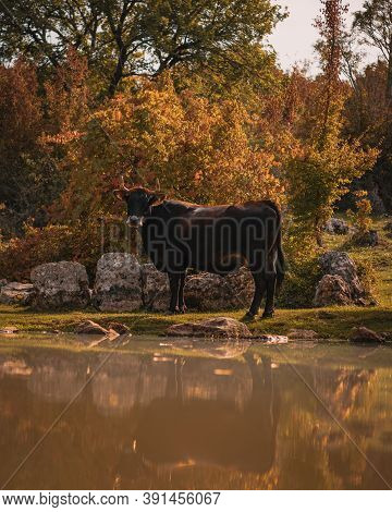 Vertical Shot Of A Brown Cow Standing Near The Water Surrounded By Rocks And Grass. Rocky Mountain A