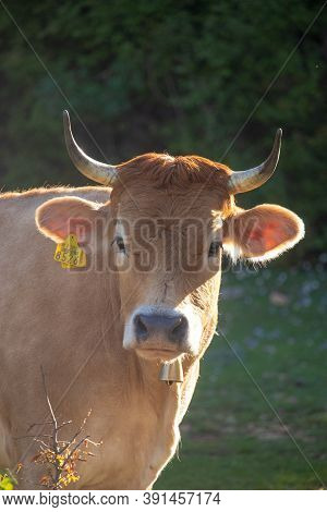 Straight On View Of An Orange Cow With Horns Looking Straight, Wearing A Golden Bell And A Yellow Ma