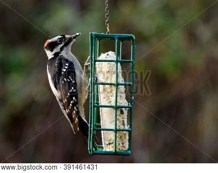 Downy Woodpecker (dryobates Pubescens) On The Feeder With Suet