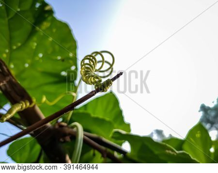 This Is A Tendril, A Tendril Is A Specialized Stem, Leaves Or Petiole With A Threadlike Shape That I