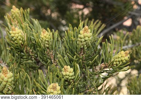 Two-needle Pinyon (pinus Edulis) On South Rim Grand Canyon National Park, Arizona