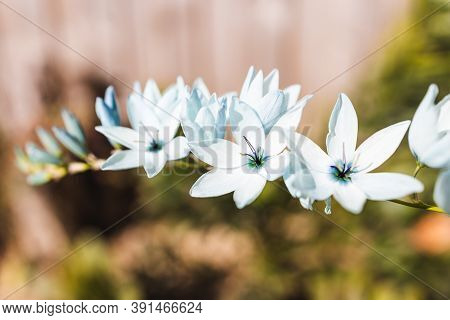 Native African Corn Lillies Ixia Plant With Blue Flowers Outdoor In Sunny Backyard Shot At Shallow D