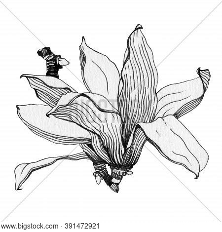 Magnolia Flower Black Ink Grapic Illustration. Hand Drawn Graphics Image Of A Spring Magnolia Beauti