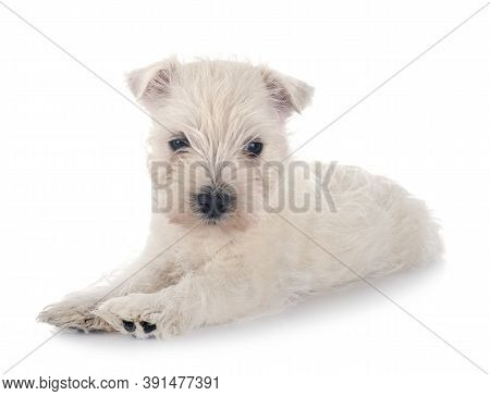 Puppy West Highland White Terrier In Front Of White Background